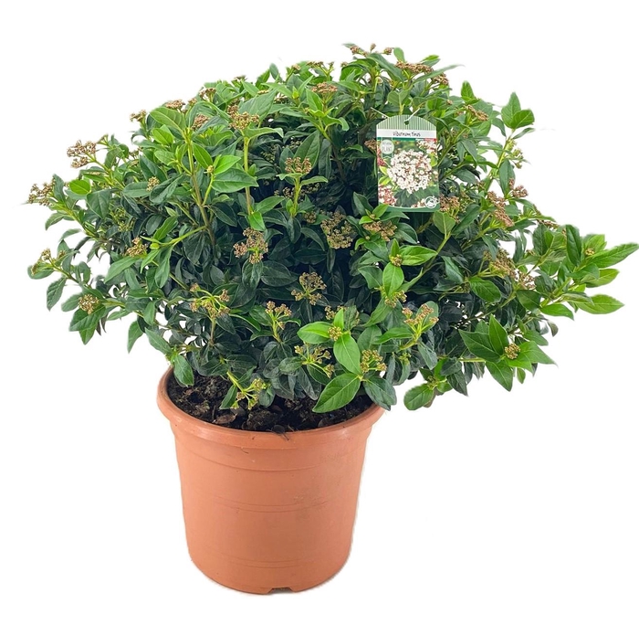 <h4>Viburnum tinus</h4>