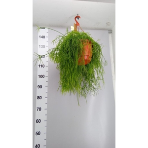 Rhipsalis baccifera 'Oasis'
