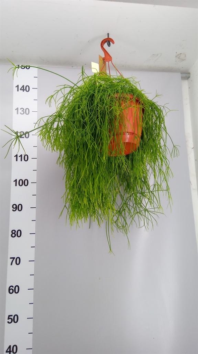 <h4>Rhipsalis baccifera 'Oasis'</h4>