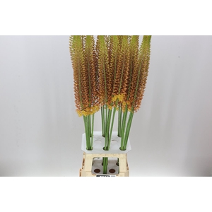 Eremurus Golden Cleopatra