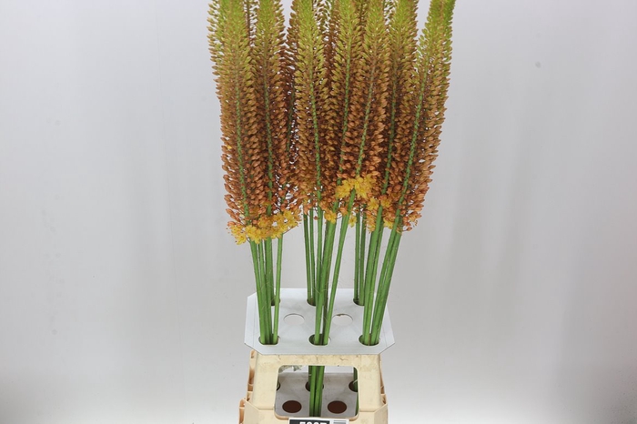 <h4>Eremurus Golden Cleopatra</h4>
