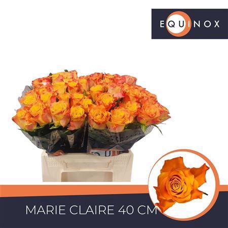 <h4>R Gr Marie Claire!</h4>