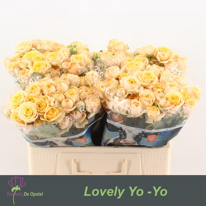 <h4>R TR LOVELY YO-YO</h4>