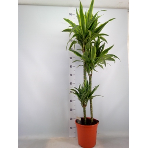 Dracaena fr de 'LemonLime'