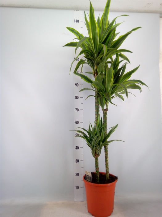 <h4>Dracaena fr de 'LemonLime'</h4>