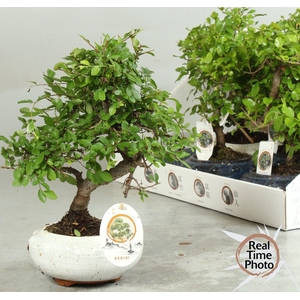 BONSAI GEM