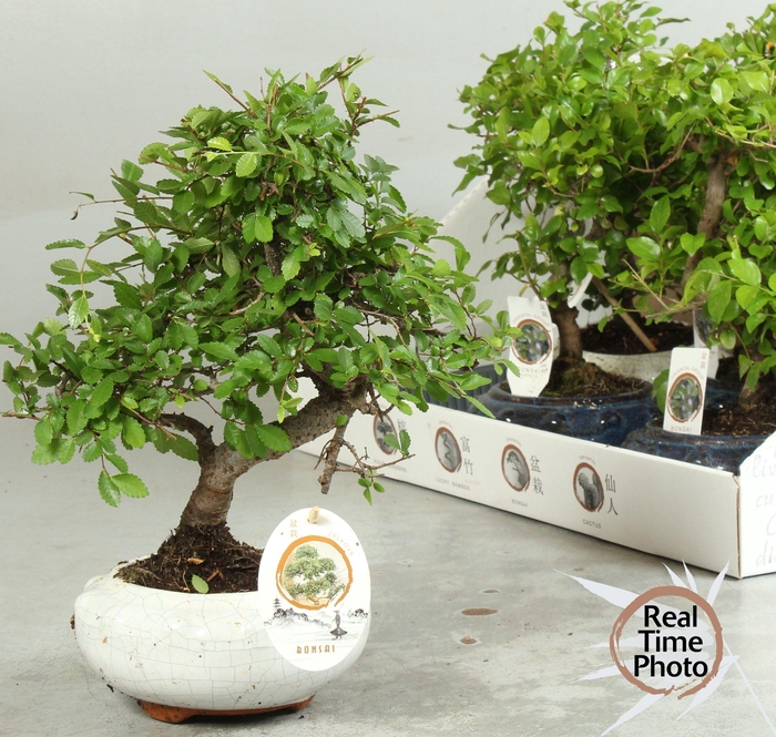 <h4>BONSAI GEM</h4>