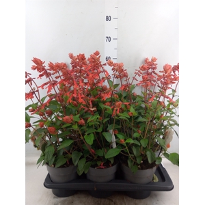 Salvia   ...