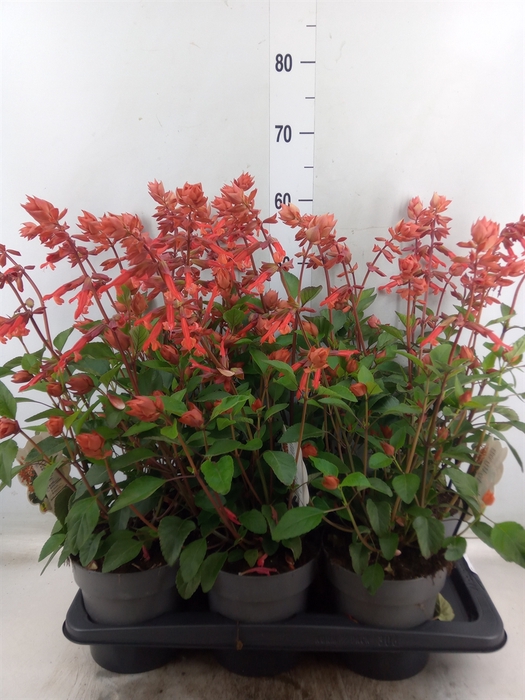 <h4>Salvia   ...</h4>