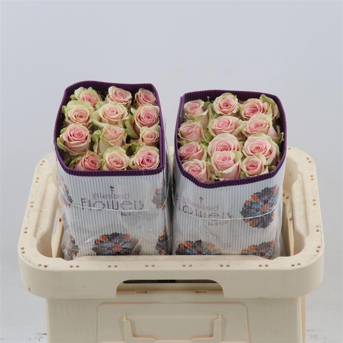 <h4>Rosa gr Geraldine</h4>