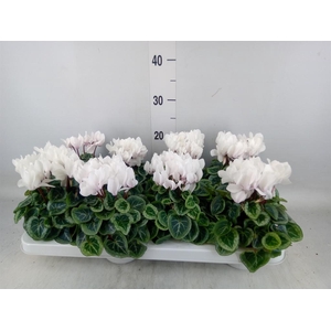 Cyclamen KL 'Donatello'