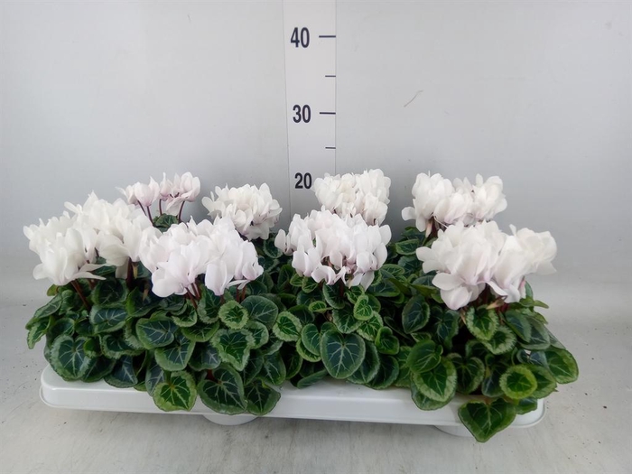 <h4>Cyclamen KL 'Donatello'</h4>