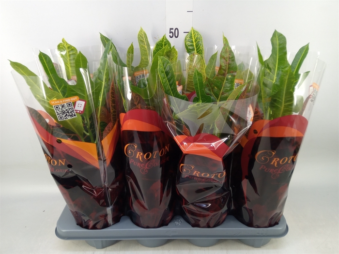 <h4>Codiaeum var. GR 'Excellent'</h4>