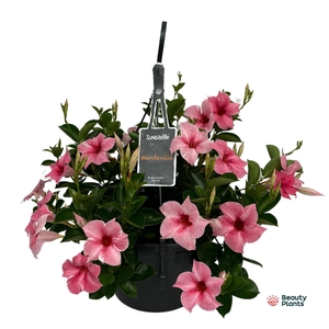 Mandevilla Sundaville Flamingo hangpot (Dipladenia)