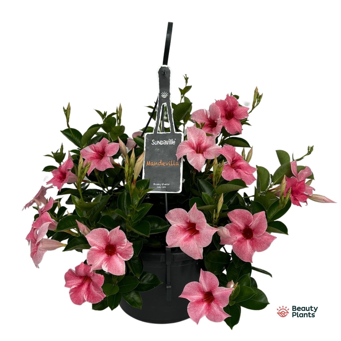 <h4>Mandevilla Sundaville Flamingo hangpot (Dipladenia)</h4>