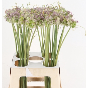 ALLIUM GREEN DROPS