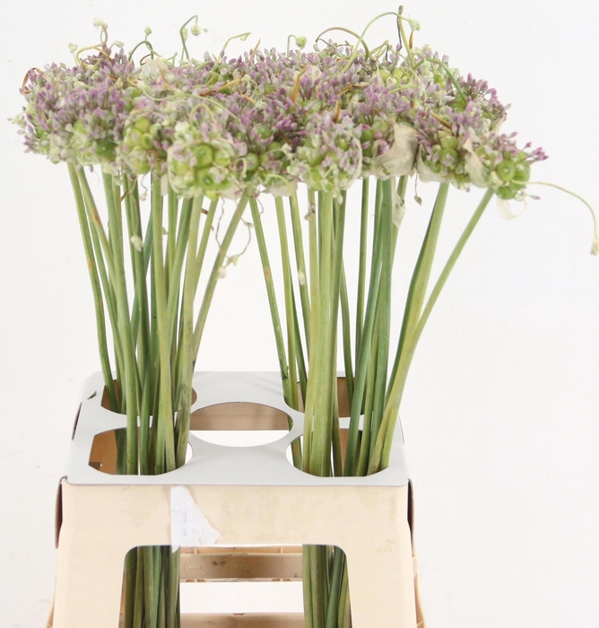 <h4>ALLIUM GREEN DROPS</h4>