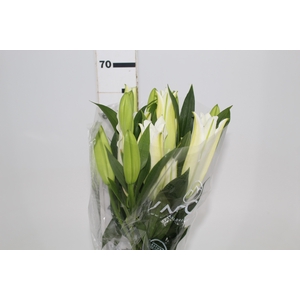 LIRIO SANTANDER 070 CM HA 3/5 FLS