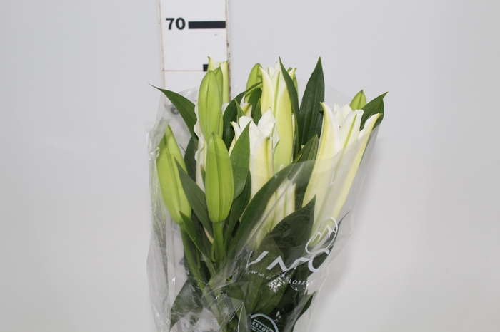 LIRIO SANTANDER 070 CM HA 3/5 FLS