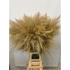 Cortaderia Selloana