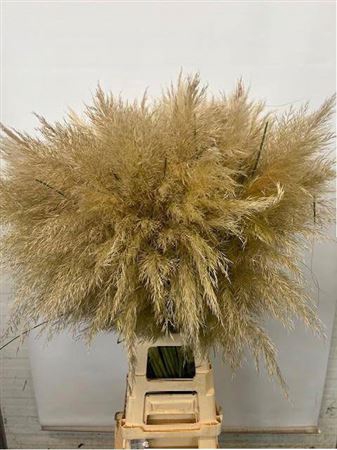 Cortaderia Selloana