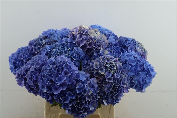 <h4>Hydr M Branched Bodensee Blue</h4>