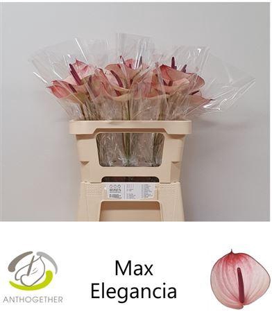 <h4>Anth A Max Elegan</h4>
