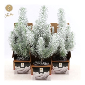 Pinus pinea 'Silver Crest' P10,5 in Displaybox Santa + Snow