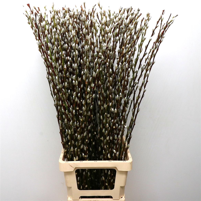 Salix Caprea 'snow Flake' (ch) Fresh!