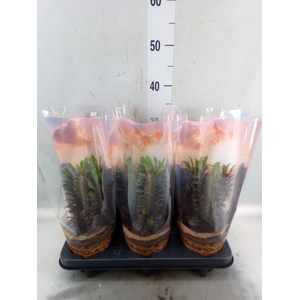 Euphorbia trigona 'Rubra'