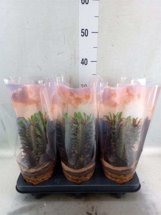 <h4>Euphorbia trigona 'Rubra'</h4>