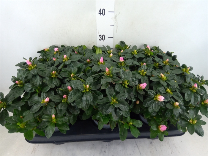 <h4>Rhododendron sim.   ...</h4>