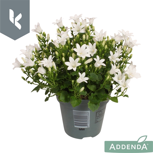 <h4>Campanula Ambella Intense White</h4>