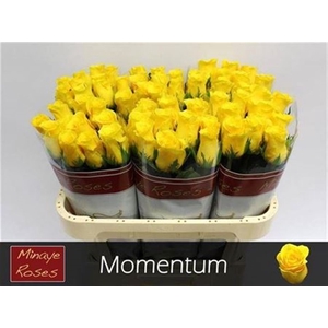 R Gr Momentum+
