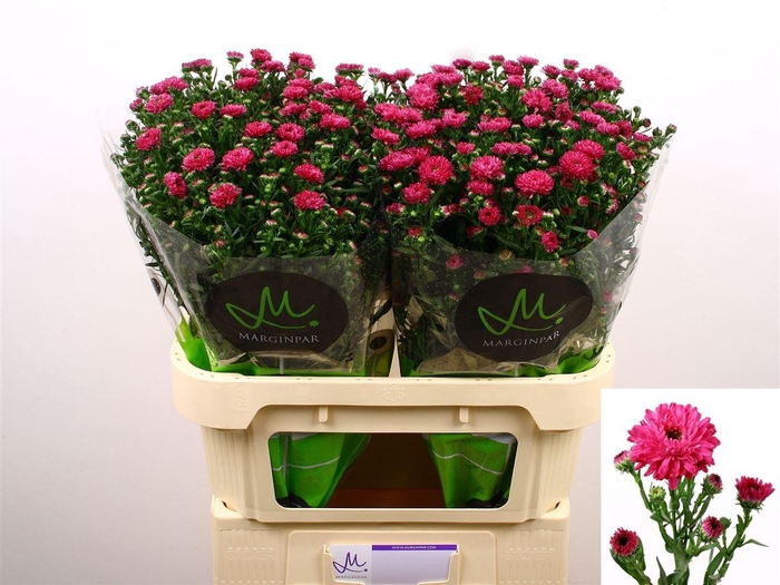 <h4>Aster Flash</h4>