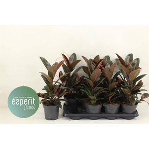Ficus elastica 'Melany'