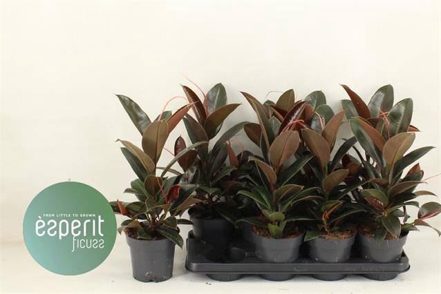 <h4>Ficus elastica 'Melany'</h4>