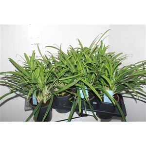 Aglao Green Agla 'bitkiss'