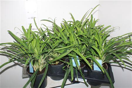 <h4>Aglao Green Agla 'bitkiss'</h4>