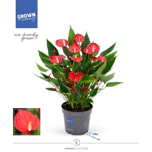 Anthurium - KARMA Million | 12cm