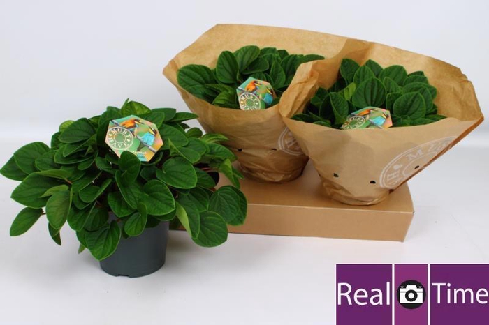 <h4>PEP AL RANA VERDE</h4>