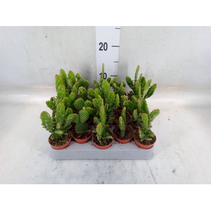 Opuntia