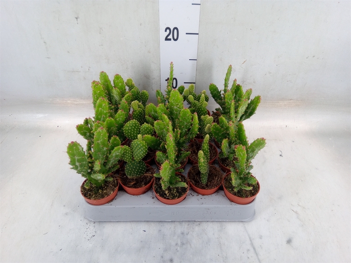 <h4>Opuntia</h4>