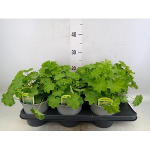 Alchemilla mollis