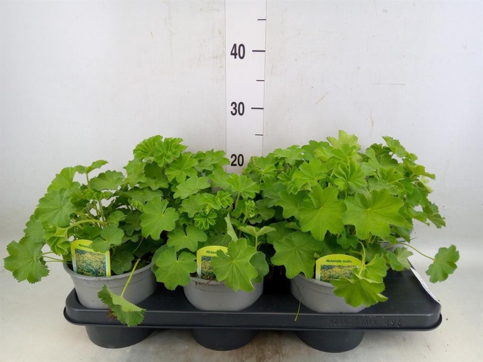<h4>Alchemilla mollis</h4>
