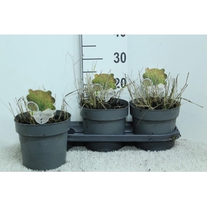 Panicum Virgatum Totem Pole Shenandoah