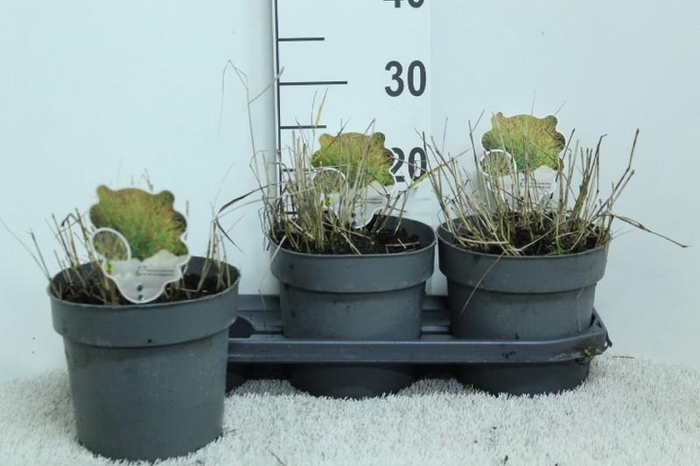 <h4>Panicum Virgatum Totem Pole Shenandoah</h4>