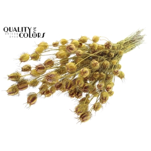 Nigella per bunch Yellow