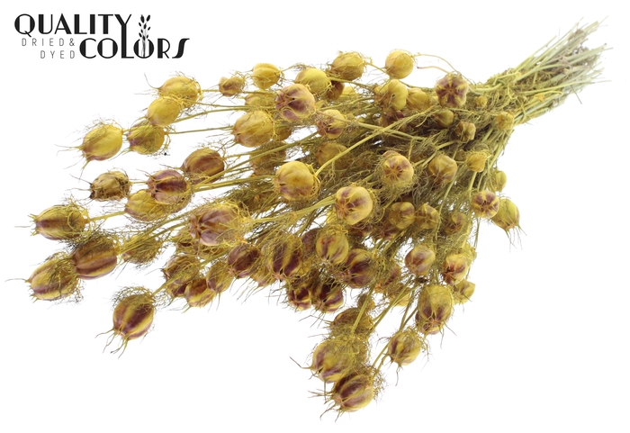 Nigella per bunch Yellow