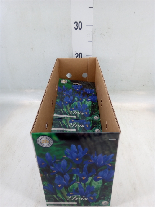 <h4>Flowerbulbs, corns or tubers   ...</h4>